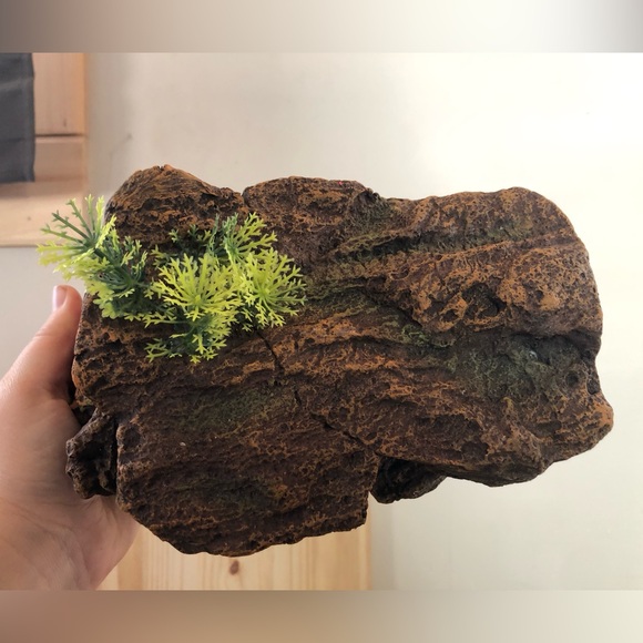 Reptile Decor - Picture 2 of 4